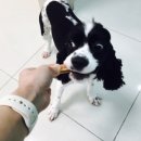 위즈펫동물병원 이미지