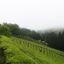 보성다원녹차 판매장 이미지