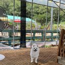 멍파티 | 또복이 5살 생일파티 강아지컵케이크 다남숲멍빌리지 후기