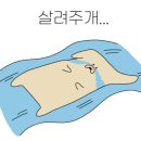 이정민애견미용학원