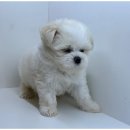 도그플랜 이미지