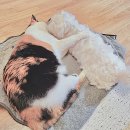 편안한가 이미지