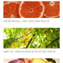 캔들플래닛 이미지