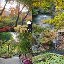 깊어가는 가을의 플로리스트(10월) | 2025 화담숲 단풍 현황 후기 🍁｜10월 31일 금요일 방문, 작년보다 더 예뻤던 가을