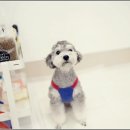 즐거운 애견미용 이미지