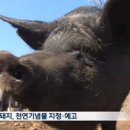 제주흑돼지
