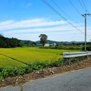 물치천로 이미지