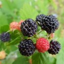 드림벨리 이미지