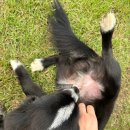 레오메디 이미지