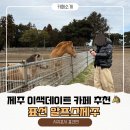 GS25 제주표선점 | 제주 표선 카페 추천｜승마체험·먹이체험까지 가능한 알프스 제주