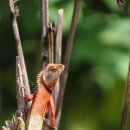 악어 스크린 골프 이미지