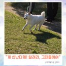 달리는커피이천 | 덕평휴게소 강아지 펫파크 무료 애견운동장 직접다녀온 후기