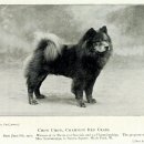 차우차우