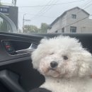 강남애견백화점 | 비숑컷 잘하는 강남애견미용 필스타 후기