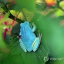 청개구리