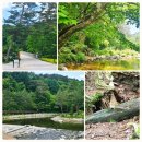 신성목장 | 🌳강원도여행④ 오대산 월정사 전나무숲길 아이와 방문 무장애 탐방로 황톳길 힐링 산책 코스 주차 입구...