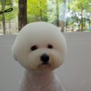 쁘띠애견미용실 이미지