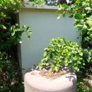 남원읍-74 이미지