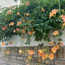 해공미술관 | [서울 유적지] 서울 종로구 산책하며 가기 좋은 해공 신익희 가옥 관람 후기