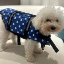 더스테이 골드독 | 심콩 땅콩 구명조끼편 - 더스테이골드독 태안애견동반여행♡