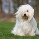 언니네강아지 이미지