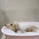 몽벨로 펫 케어센터 이미지