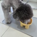 즐거운 강아지 | 일산강아지유치원 우리 강아지의 즐거운 하루, 포근 애견유치원 후기