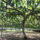 희성농장 이미지