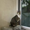 냥냥호텔 이미지