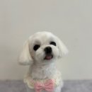 댕스살롱 이미지