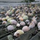 청해 해물탕찜 이미지