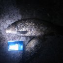 장어독존 이미지