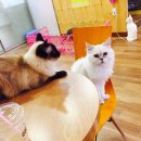 캣독카페 이미지