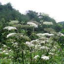 민간약초생활한방 이미지