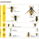 말벌 쏘였을때 종류 크기 퇴치 말벌침 꿀벌 하고 다를까? 이미지
