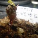 천냥금 키우기 자금우 꽃 열매 풍성한 공기정화식물 산호수 구별법 이미지