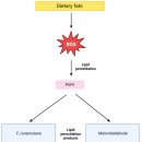 Re: 임신 활성산소 증가 --＞ dietary antioxidant 2023년 이미지