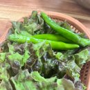 무주무손국수 | 안동 콩국수 맛집 무주무손국수