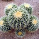 금호장식 이미지