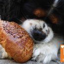 빵매니아 이미지