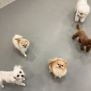 강아지유치원왕왕 이미지