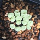 코노코노 이미지