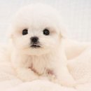 아담스펫 강아지분양 고양이분양 인천본점 이미지