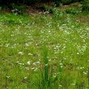 상지말저수지 이미지