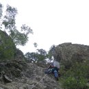 늑대와 여우 이미지