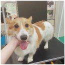 아지양이 펫샵 이미지