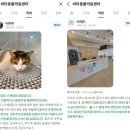 영양동물병원(출장진료전문병원) | 광주남구근처동물병원, 고양이 잇몸 문제로 내원했다가 발견되는 치아흡수병변