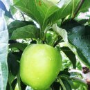 새천년농원 이미지