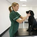 [호주유학] 호주국립전문대학교 TAFE NSW, 반려동물을 사랑하세요? 애완동물을 사랑하는 호주에서 직접 체험하는 수의 간호학(Veterinary Nursing) 이미지