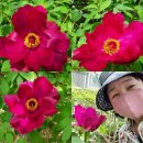 심방경로당 Daum카페